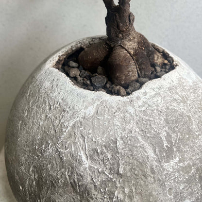 Pezzo unico da collezione della Costa Azzurra - Poterie Design