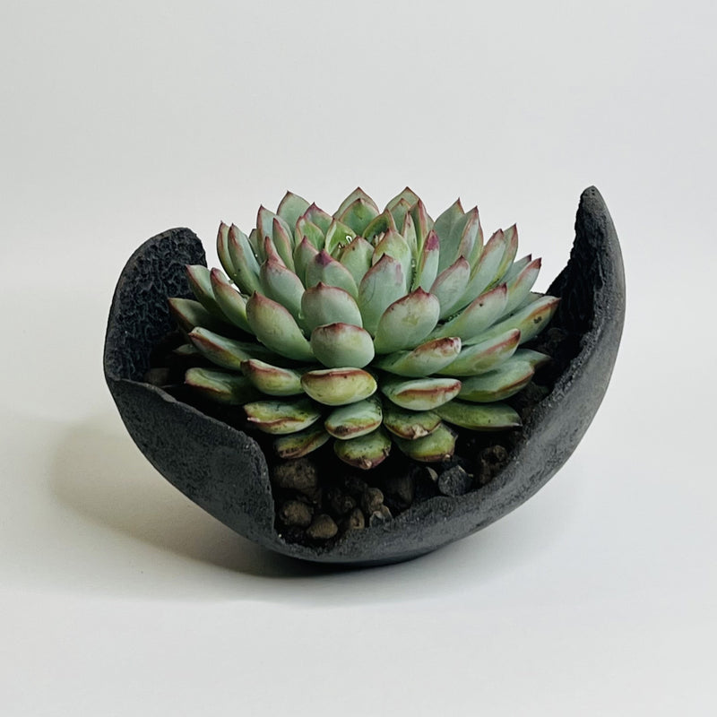 Piccolo vaso per piante grasse resistente al gelo e intemperie