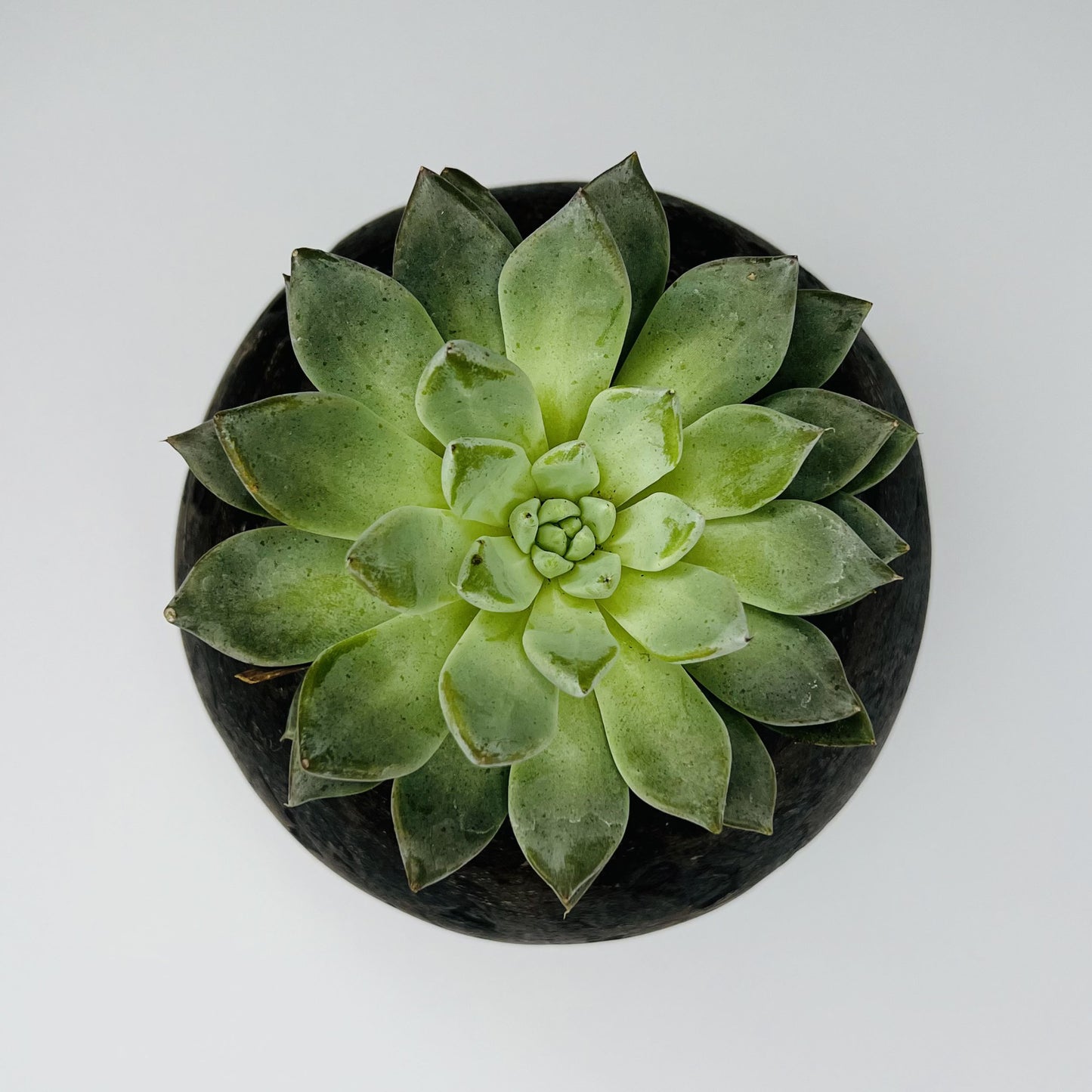 Vaso artigianale per bonsai fatto a mano a Mentone