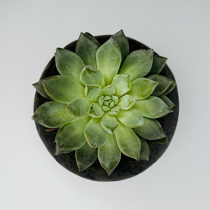 Vaso artigianale per bonsai fatto a mano a Mentone