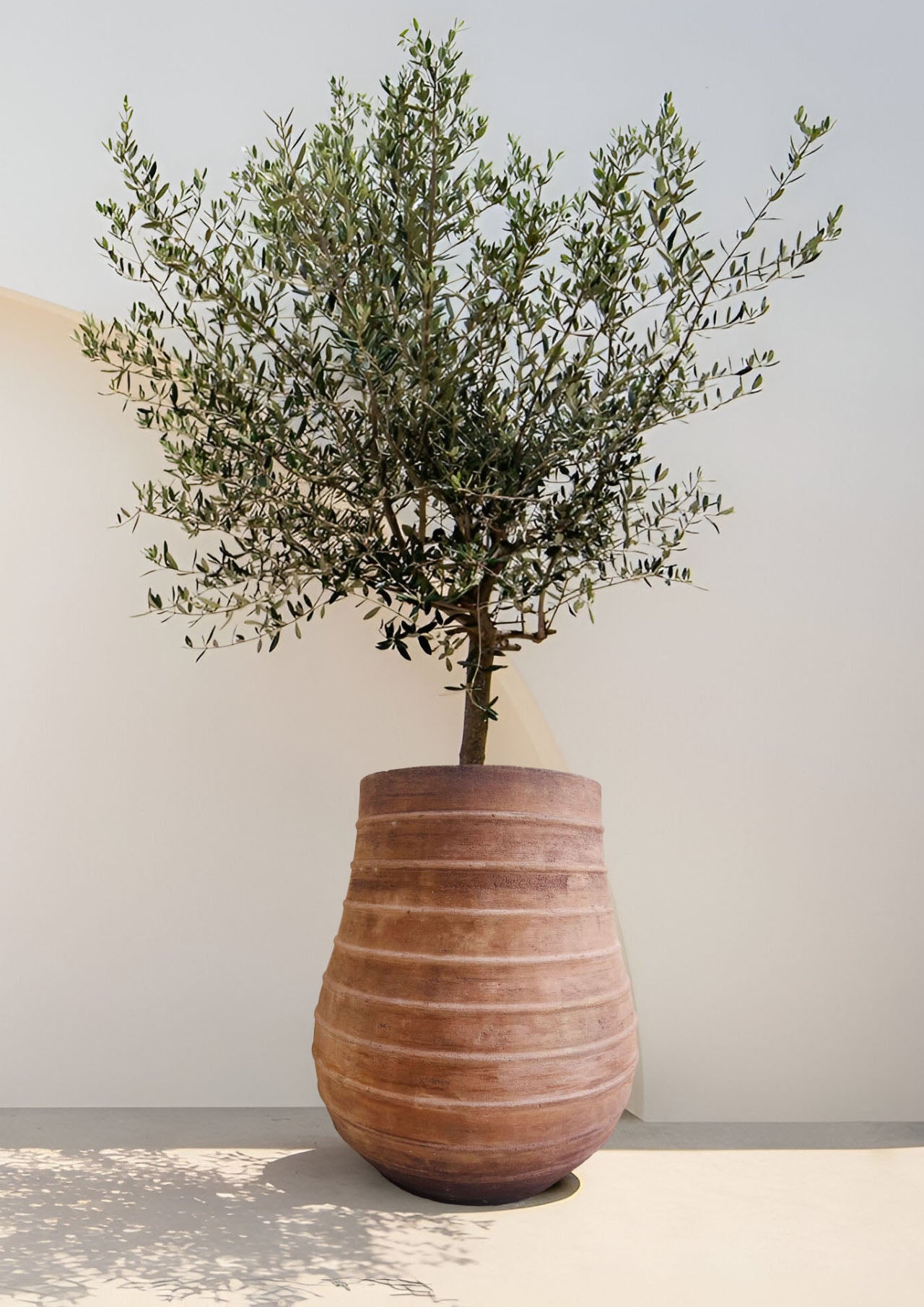 Vaso gigante per ulivo in cemento leggero fatto a mano