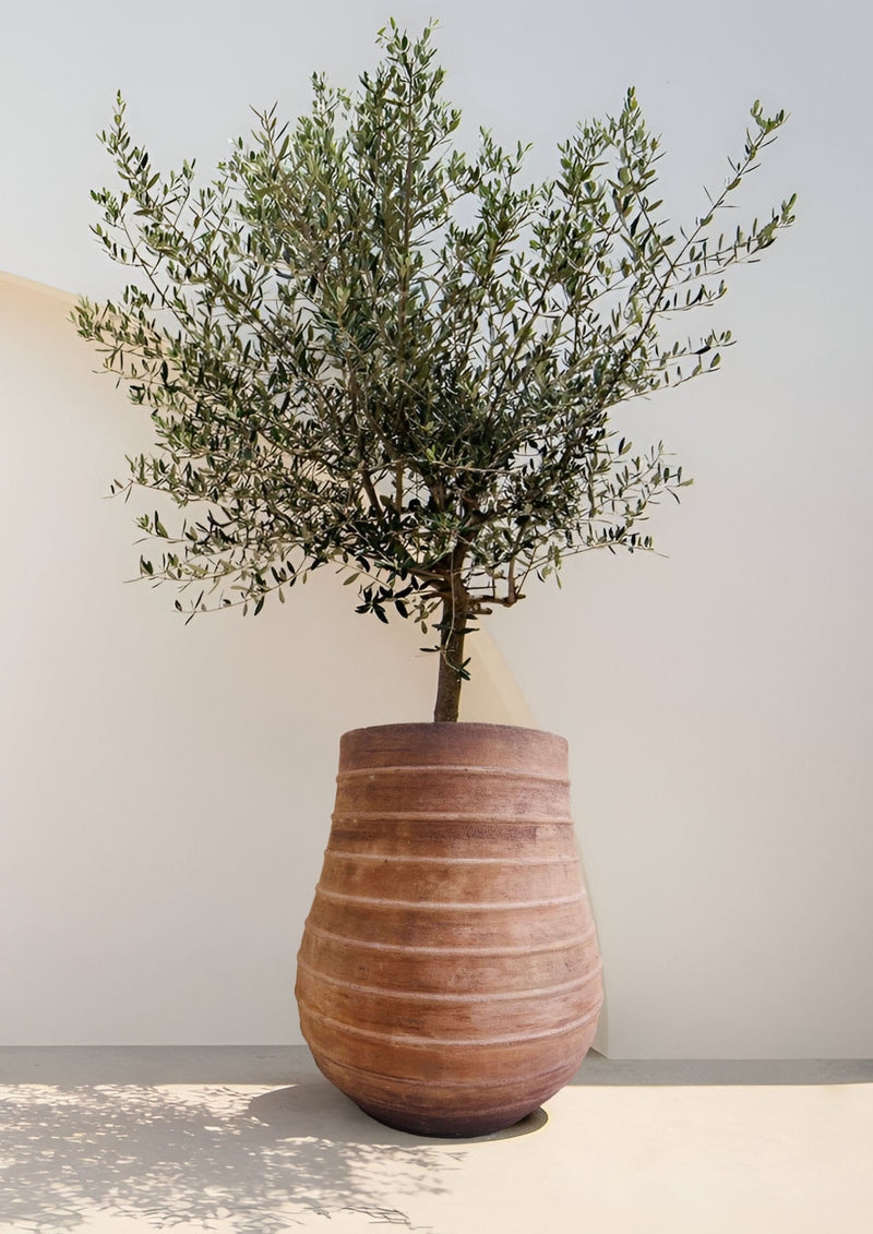 Vaso gigante per ulivo in cemento leggero fatto a mano