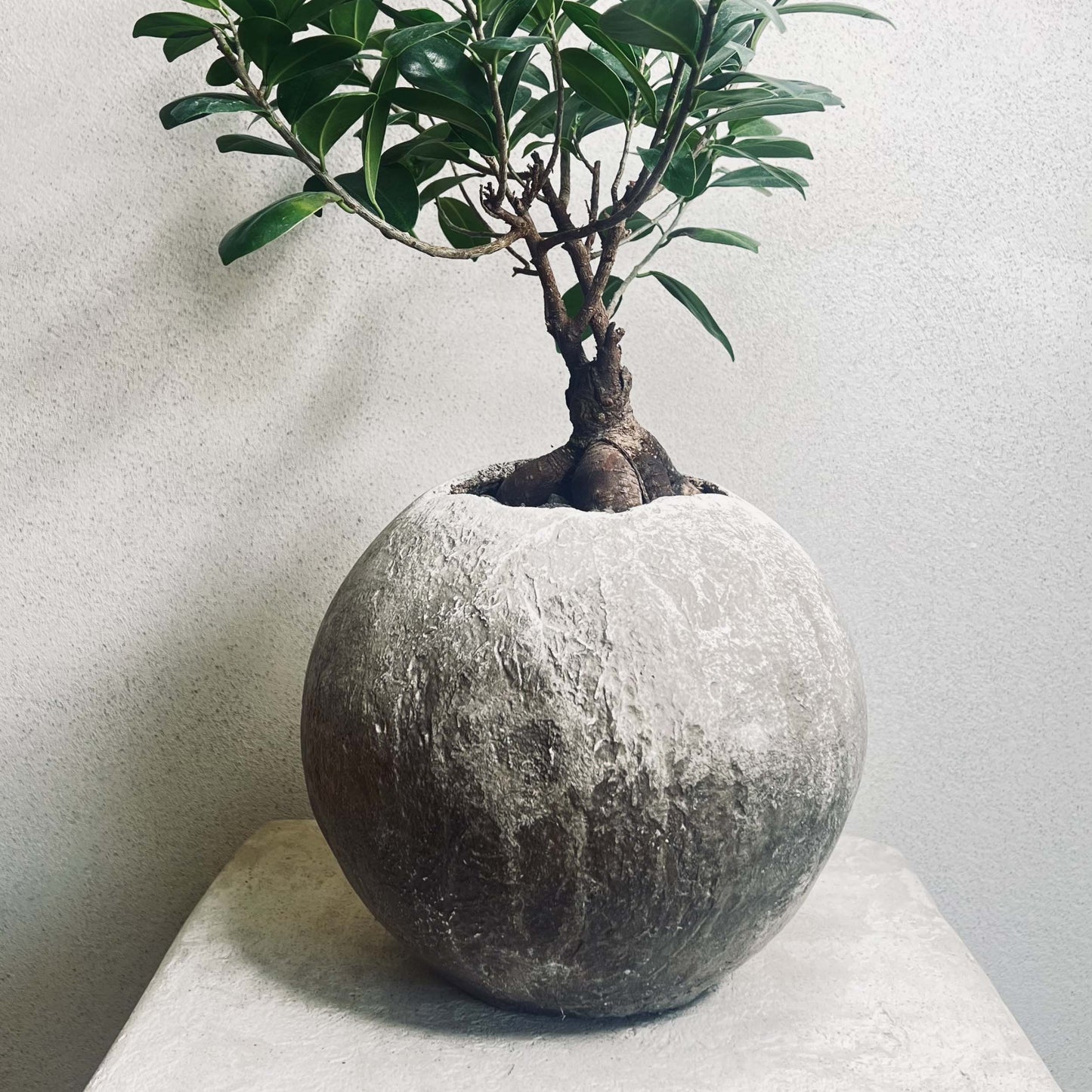 Vaso cemento giardino Bolla - Pot beton jardin Bolla