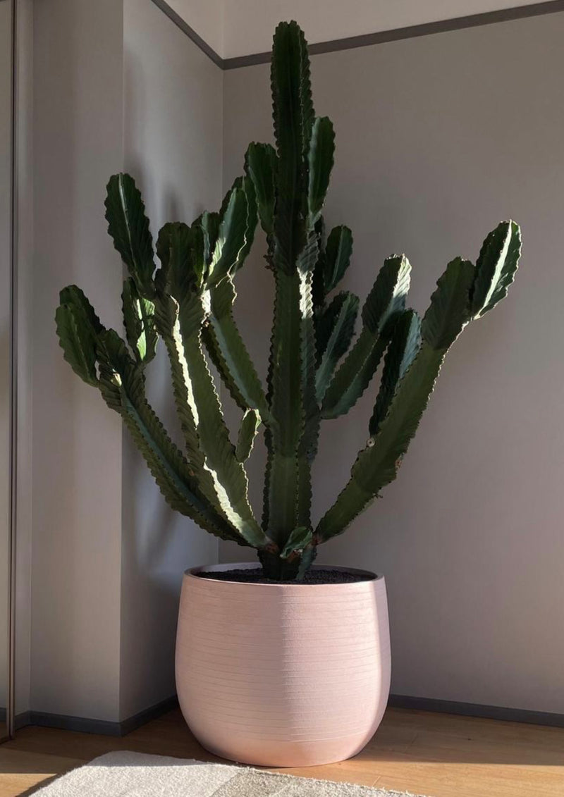 Vaso cemento giardino Pruno - Pot beton jardin Pruno